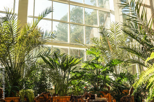 Green plants in botanical garden indoor. Window.