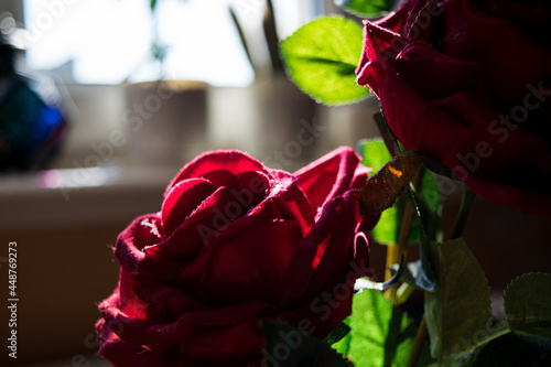 Róża w świetle słońca