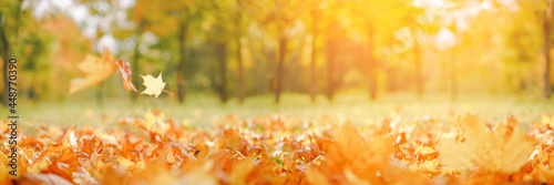 Fall wide banner. Beautiful autumn yellow and red foliage in golden sun landscape. Falling leaves natural background copy space, selective focus