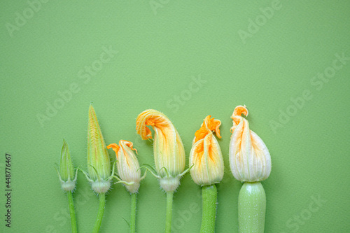 different zucchini flowers on a uniform background