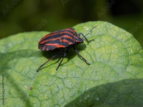 Red and black Italian striped beetle or minstrel beetle (Graphosoma lineatum). Smelly beetle on a leaf.