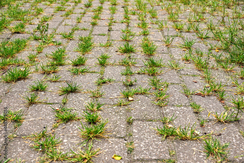 Weeds growing from the gaps between the cobblestones.