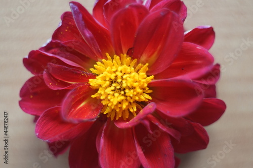 Czerwony kwiat żółte pręciki z pyłkiem