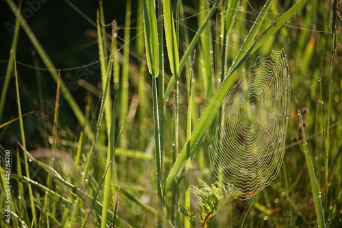 spider's web cobweb