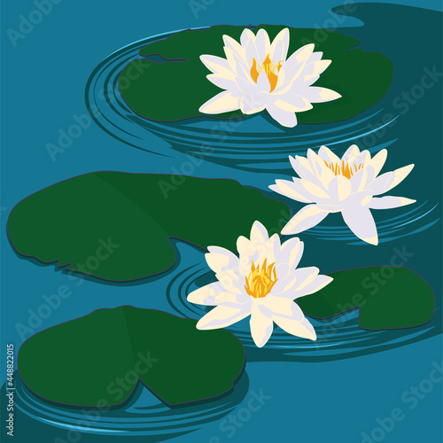 White waterlilies on blue water.