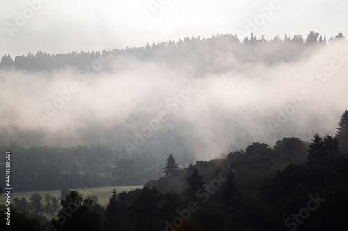 Las we mgle wierzchołki drzew na tle nieba