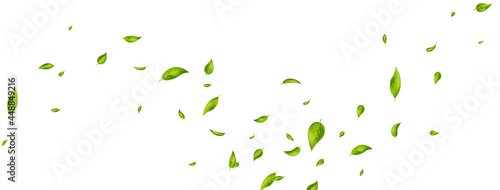 Green flying leaves on long white banner. Leaf falling. Wave foliage ornament. Ecology, eco, organic design element. Cosmetic pattern border. Fresh tea background. Beauty product. Vector illustration