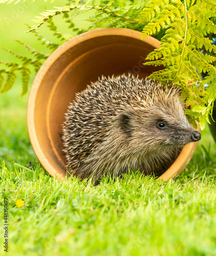 Hedgehog (Scientific name: Erinaceus Europaeus, wild, free roaming hedgehog, taken from a wildlife garden hide to monitor health and population of this favourite but declining mammal,, space for copy 