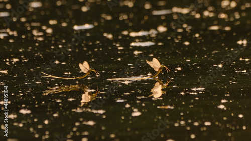 Tisza mayflies (Palingania longicauda) swarming, River Tisza, Hungary