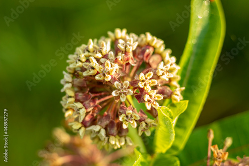 Blooming Milkweed palant in summer