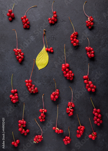 Schisandra chinensis or five-flavor berry. Fresh red ripe berries on black background. Top view