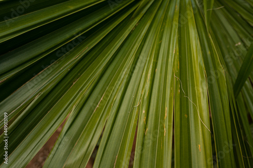 Tropikalne piękne zielone roślinne tło, zbliżenie na liście palmy.