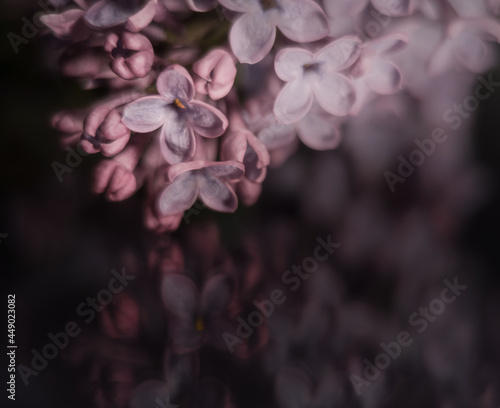 Macro flower lilac