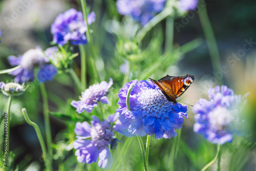 Butterfly sitting on cabiosa caucasica caucasian pincushion flower, scabiosus flowering ornamental light blue beautiful garden plant