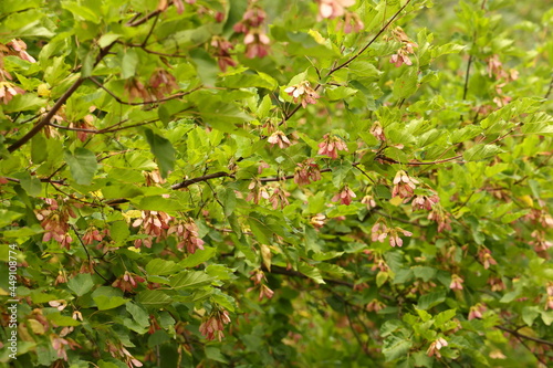 Pink seeds on a background of green foliage, tatar maple, chernoklen acer tataricum, plant background