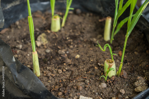 Serai (Cymbopogon citratus) seedlings that are starting to grow. Lemongrass is commonly used for cooking spices and for traditional medicine in Indonesia.