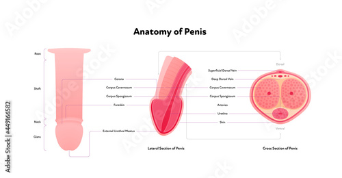 Human reproductive system inforgaphic chart. Vector flat healthcare illustration. Male penis anatomy with text. Cross and lateral section. Side view. Design for biology, health care, urology