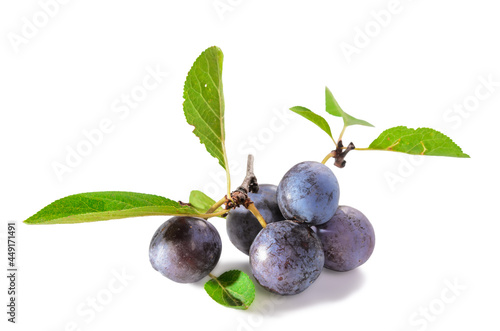ripe blackthorn fruit with leaves