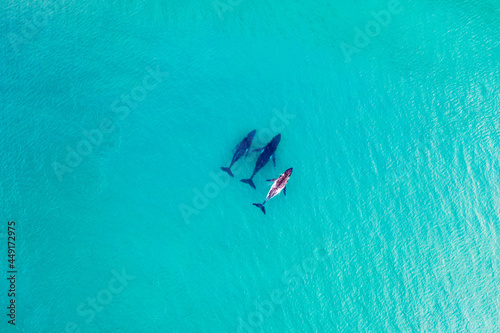 Humpback whales swimming in pristine shallow water