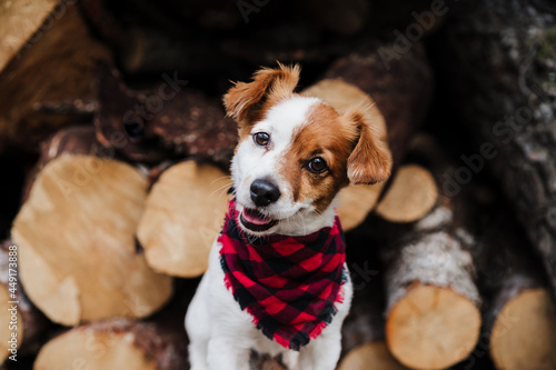 portrait of cute jack russell dog sitting in front of wood trunks in mountain. Wearing modern bandana. Pets in nature