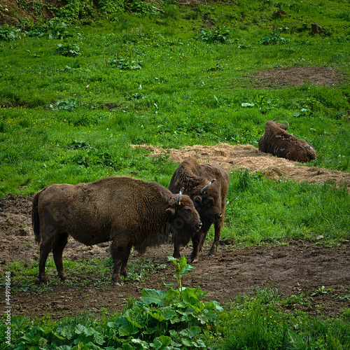 European bison (Bos bonasus) in Muczne (Podkarpackie Province) - Bieszczady.