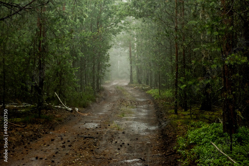 The road in the dense forest during the rain. Selective very soft focus.