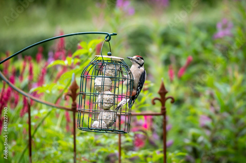 A Dendrocopos Major, commonly known as a Great Spotted Woodpecker perched on a bird feeder in a rural garden