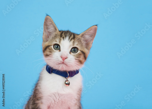 Portrait of a brown and white tabby kitten wearing a blue collar with bell looking directly at viewer with curious expression. Blue background with copy space.