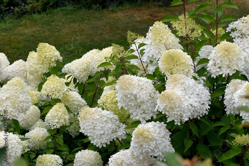 Beautiful white paniculata hydrangea in a garden