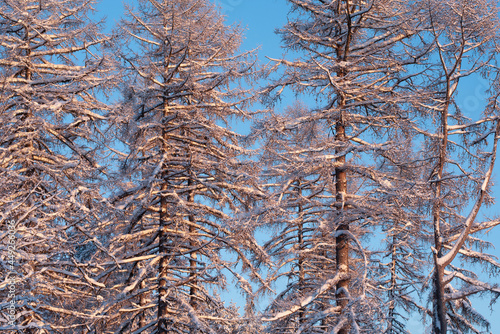 Winter forest, tall snowy larch trees covered with snow against blue sky.
