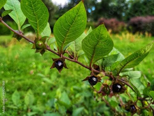 Atropa belladonna. Fruits of belladonna, banewort or deadly nightshade.