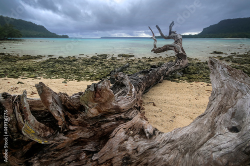 large fallen tree on beach in port orly