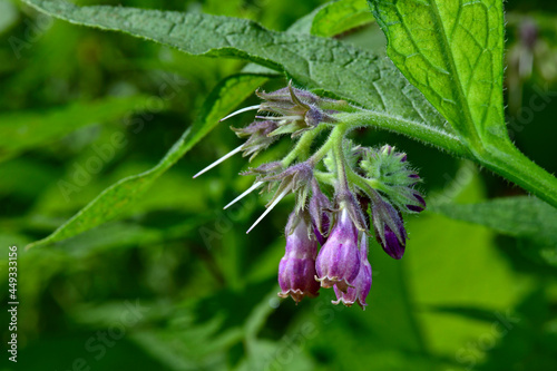 Comfrey // Echter Beinwell (Symphytum officinale)