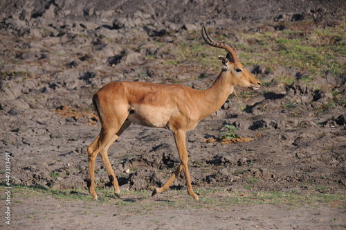 Graceful impala male antelope walking in savannah, Chobe national park, Botswana