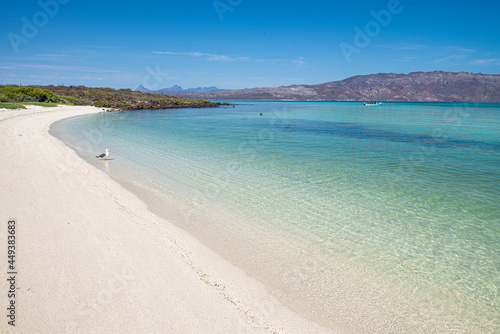 Seagull resting on the white sands of a beach, with crystal clear water, vegetation, With mountains in the background, in a sunny summer morning. Coronado Island, Loreto Baja California Sur. Mexico