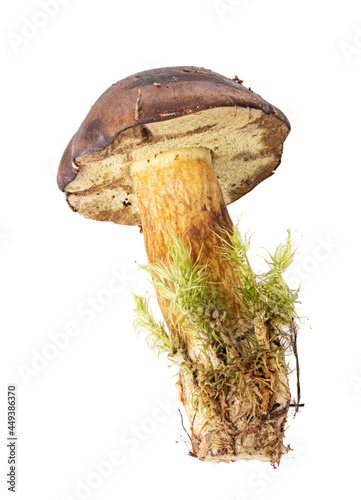 Fresh wild mushroom with moss on whita background