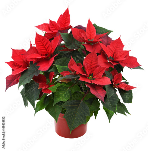 Christmas poinsettia shrub with red flowers in a pot