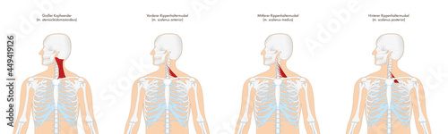 Anatomie - Muskulatur des Menschen - Halsmuskulatur mit deutscher Beschriftung
