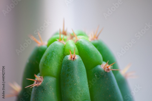 Trichocereus Pachanoi Head