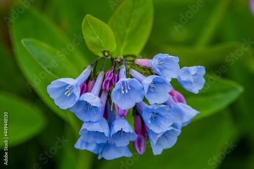 Virginia Bluebells, Powers Hill, Gettysburg National Military Park, Pennsylvania, USA