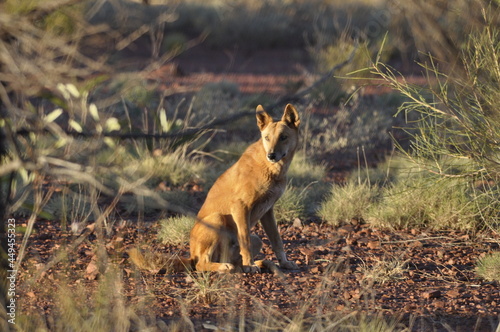 Wild dingo in Australia