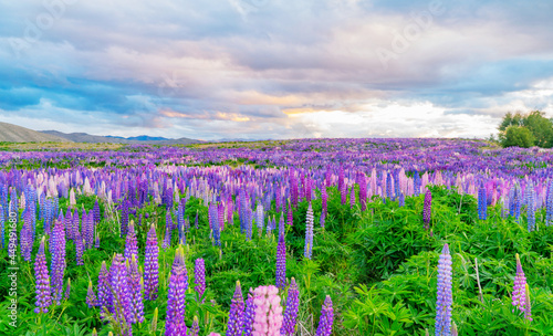 Purple, white and pink lupine flowers under the colorful sky, the beautiful natural scenery of Lake Tekapo, New Zealand