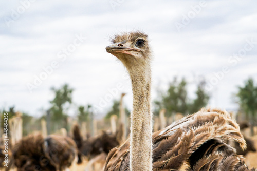A dignified ostrich looking into the distance