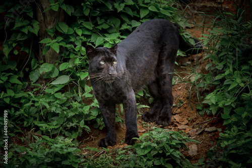 black panther resting in nature.