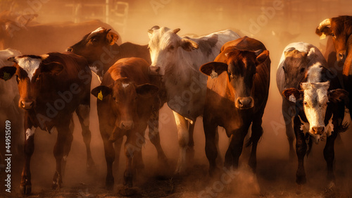 Kimberley Mob. Cattle, Western Australia.