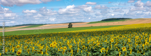 field with sunflowers under blue sky in french champagne ardennes landscape near city of reims