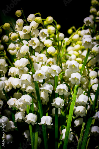 kwiat, charakter, kwiat, jary, roślin, kwiat, jardin, kwiat, pola, lato, flora, hayfield, gras, pora roku, kwitnienie, feuille, bez, beuty, biała, kwiatowy, dzika, botanika, drzew, makro konwalie