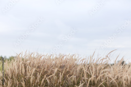 summer meadow grass. abstract green foliage blur background with shallow depth of field