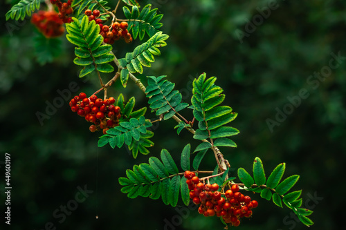 Rowan tree