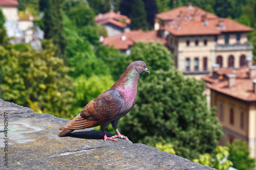 Beautiful rock dove on the view point with view of the historical buildings of Bergamo.